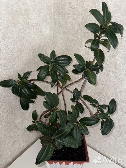 Фикус мелани большой