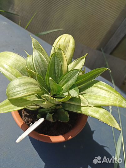 Сансевиерии