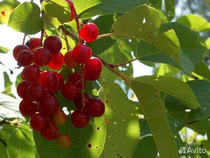 Саженцы плодовых кустарников