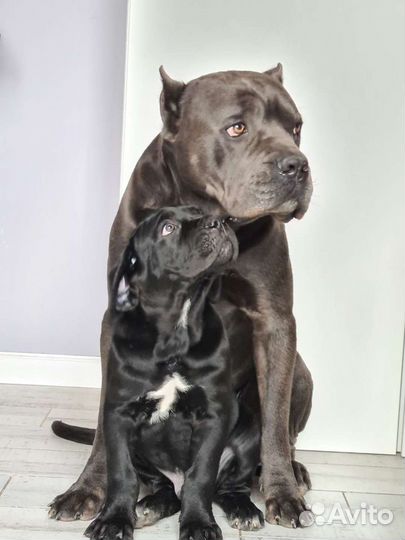 Кане Корсо вязка