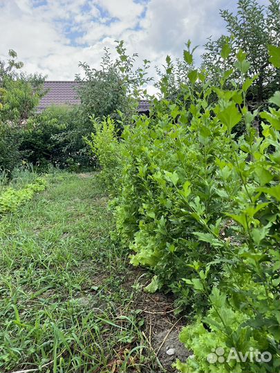 Гибискус сирийский