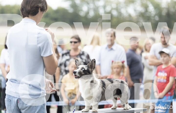 Кинолог/Зоопсихолог/Специалист по дрессировке