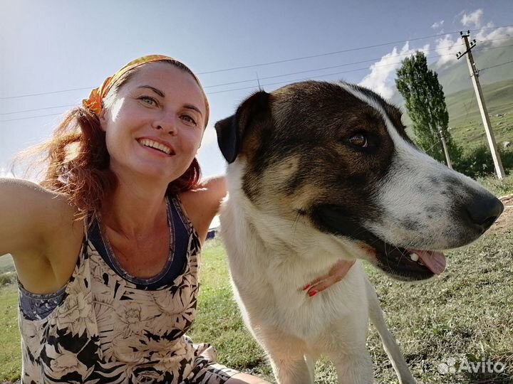 Зооняня у вас дома, передержка животных, выгул