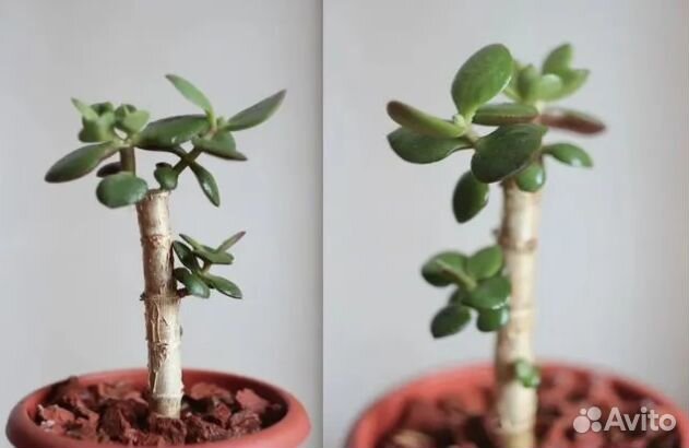 Crassula ovala /денежное дерево/ толстянка