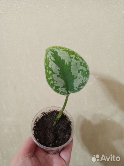 Сциндапсусы