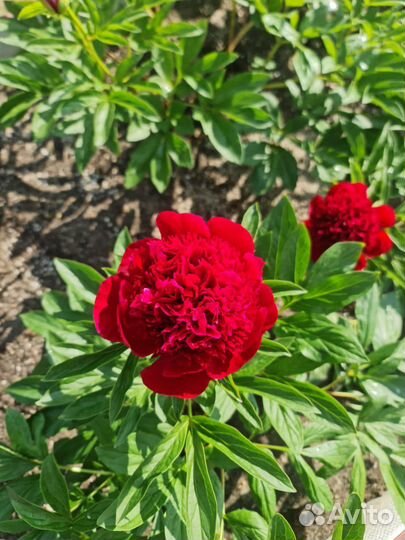 Пион Барцелла и Command Performance