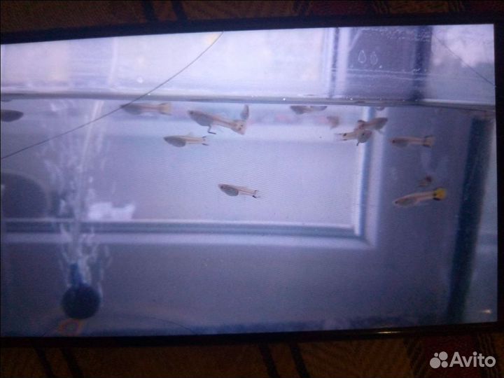 Аквариумные рыбки