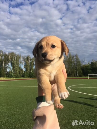 Собака в добрые руки отдам бесплатно девочка