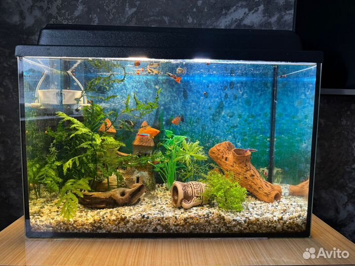 Аквариум 60 литров