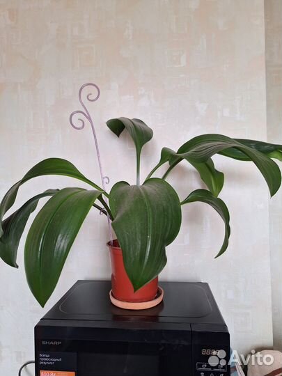 Амазонская лилия