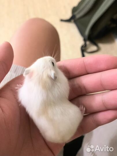 Джунгарский хомяк с клеткой