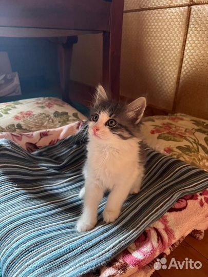 Котёнок в добрые руки