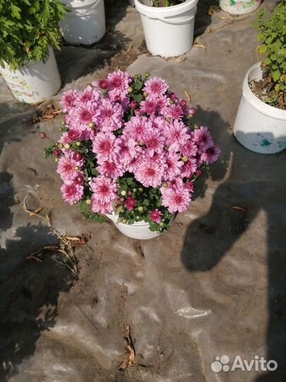 Хризантемы