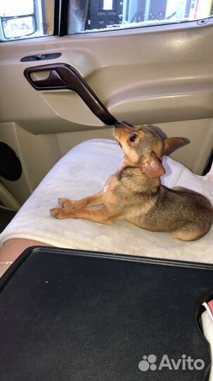 Мини Той-терьер