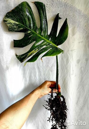 Монстера альба крупная