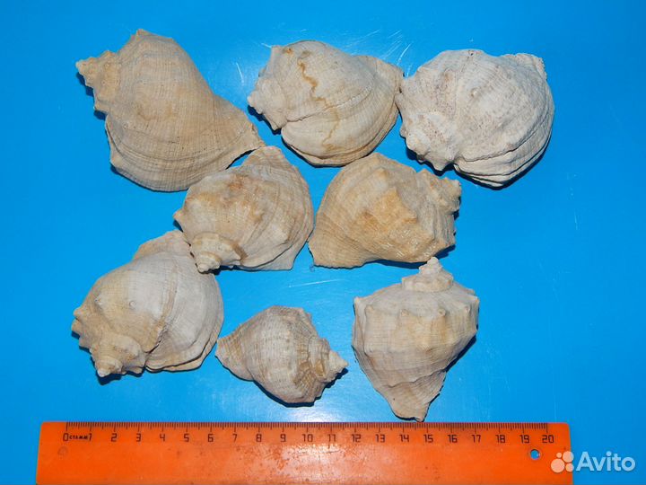 Морские ракушки раковины