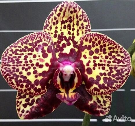 Орхидея фаленопсис Азия Европа нецветущие