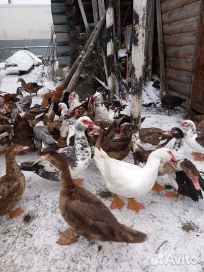 Мускусные утки