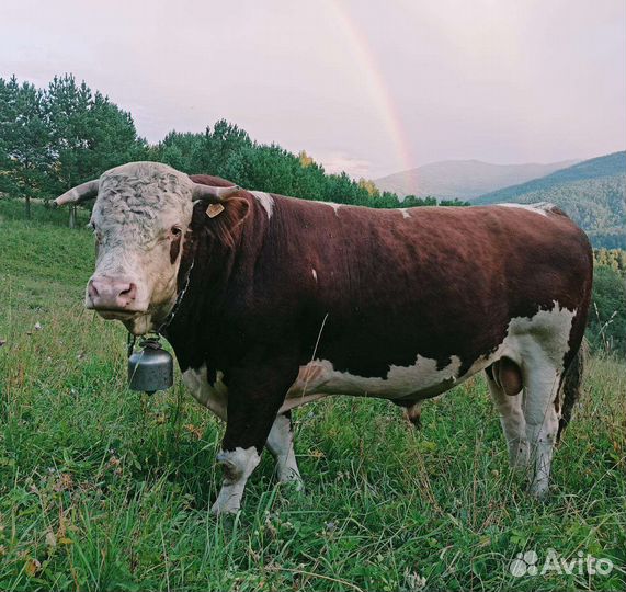 Телки чистопородные на корову