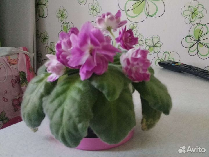 Сенполия