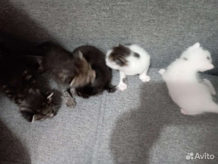 Отдам бесплатно