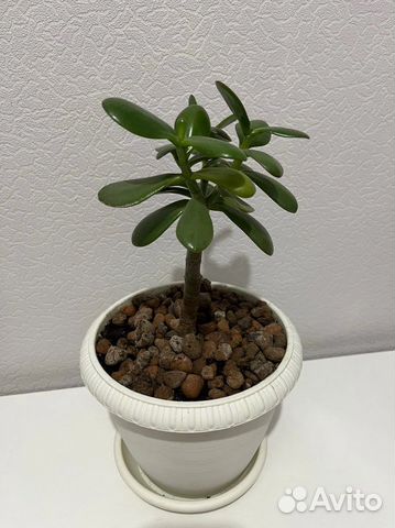 Денежное дерево толстянка купить в Челябинске | Товары для дома и дачи ...