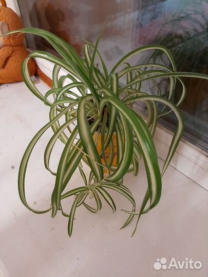 Хлорофитум