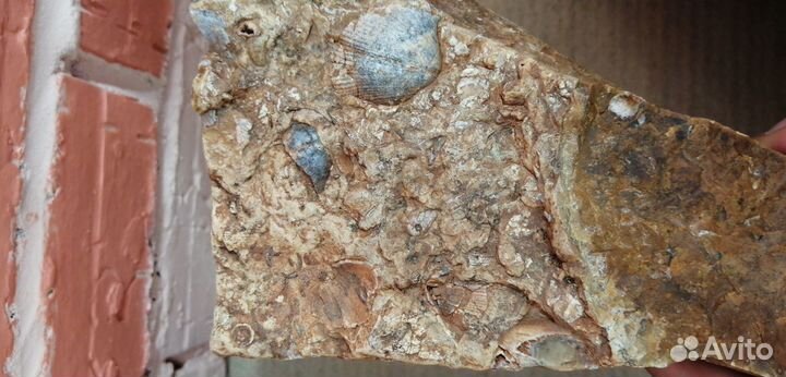 Окаменелые морские гребешки