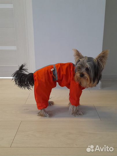 Костюм демисезонный на собаку (девочку)