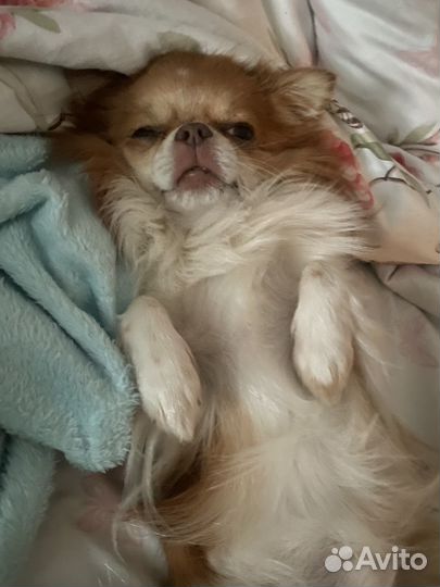 Вязка чихуахуа мальчик