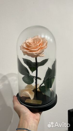 Стабилизированная роза