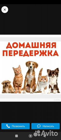 Выгул собак