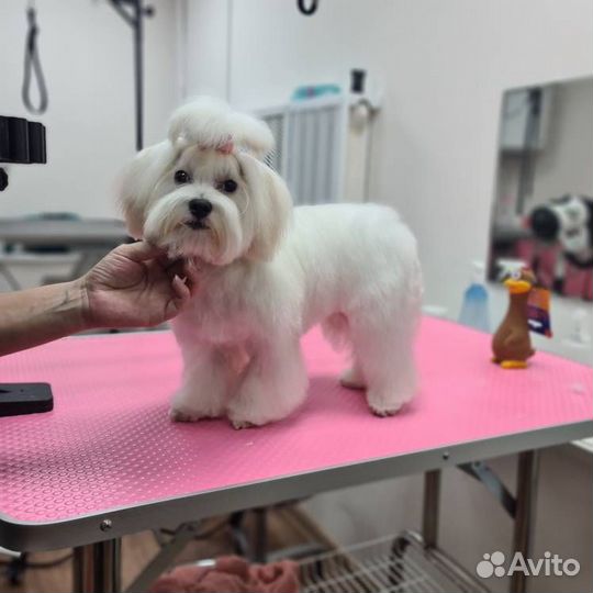 Стрижка собак и кошек