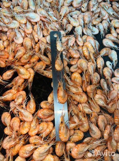 Креветка азовская вареная