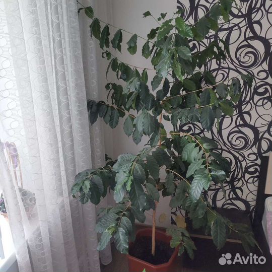 Кофейное дерево