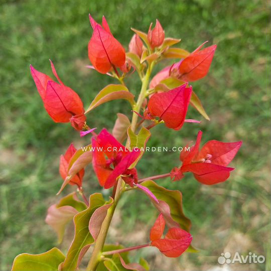 Бугенвиллии,коллекционные сорта,взрослые кусты