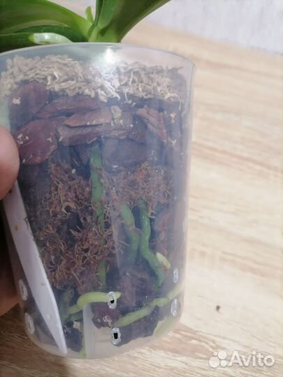 Орхидея фаленопсис