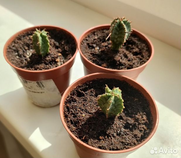 Эониум, сансевиерия, эуфорбии