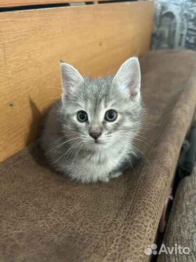 Котенок девочка бесплатно