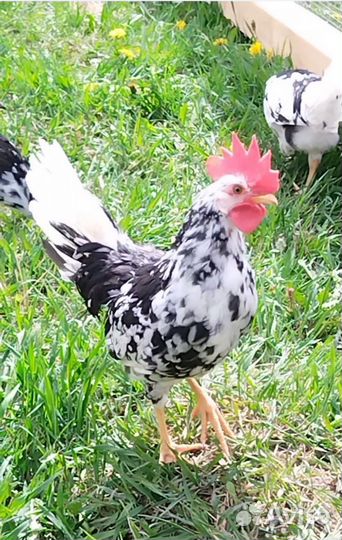 Молодые петухи