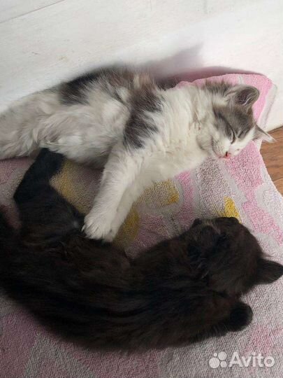 Котята в добрые руки