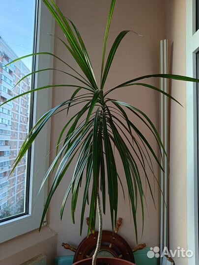 Пальма драцена