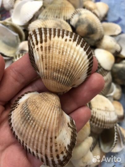 Морские ракушки