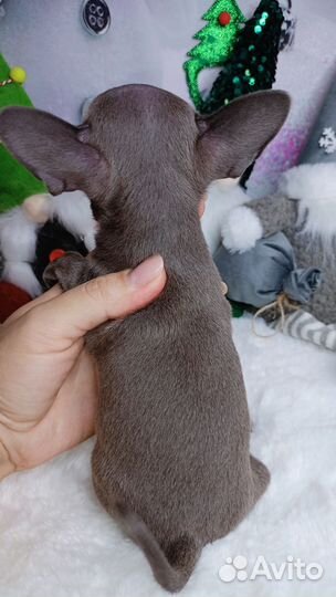 Серенький мышонок мини мальчик чихуахуа