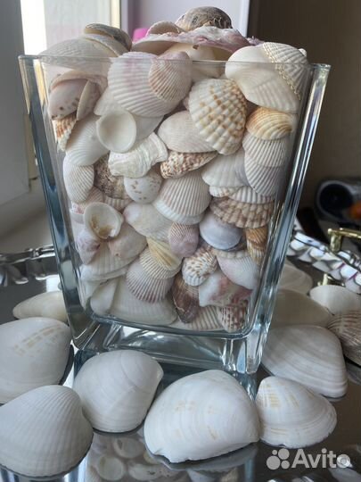 Морские ракушки из Персидского залива