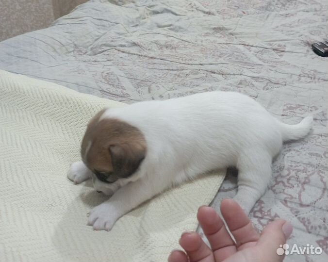 Щенки джек Рассел терьер