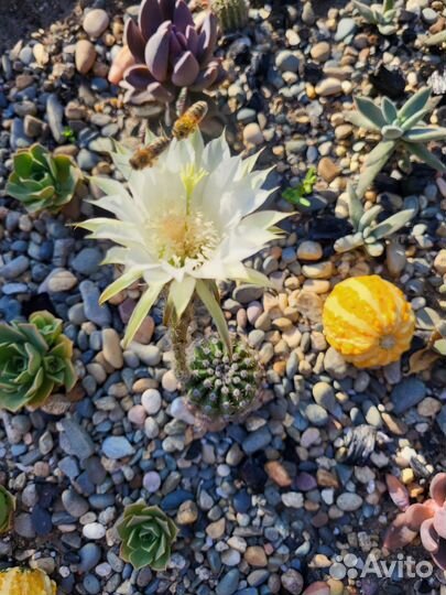 Кактусы и Суккуленты