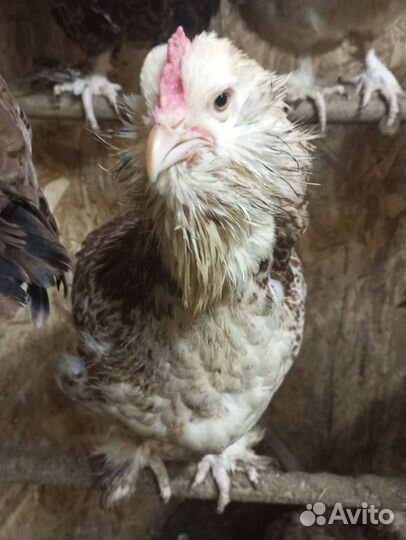 Инкубационное яйцо фавероль