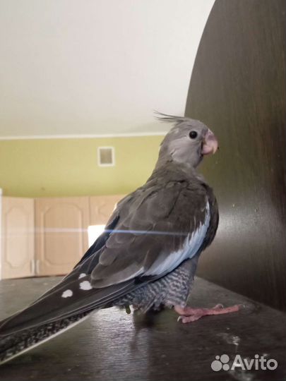 Безщекий корелла птенец, мальчик