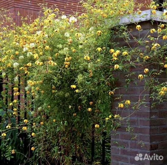 Многолетники для сада (флокс, клематис тд)